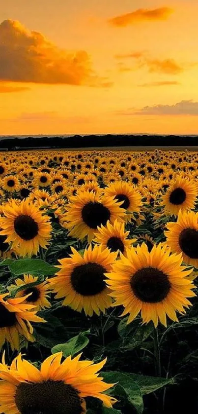 Vibrant sunflower field at sunset with a serene, golden sky.