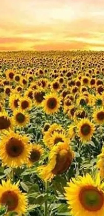 Sunflower field at sunset, vibrant yellow blooms.