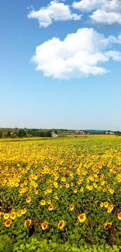 Sunflower field under a bright blue sky with fluffy white clouds.