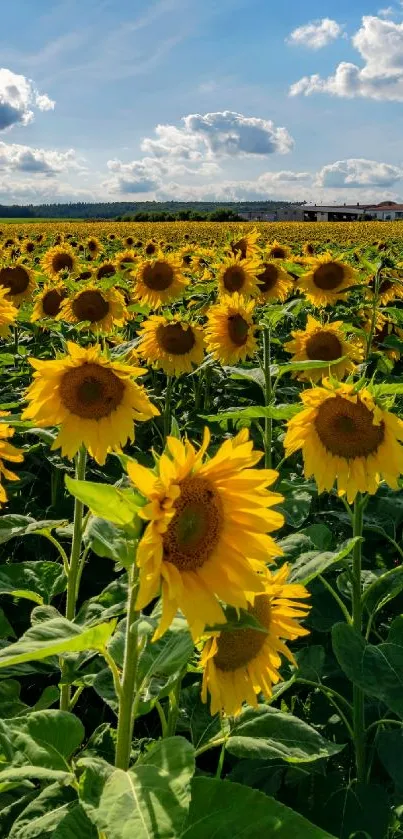 Vibrant sunflower field under a bright blue sky with fluffy clouds.