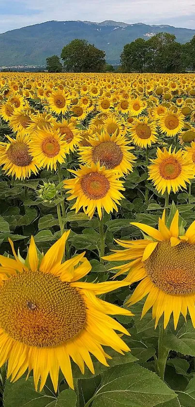 Field of sunflowers under a blue sky with mountains in the background.