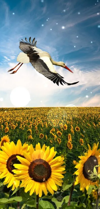 A stork flies over a sunflower field under a blue sky.