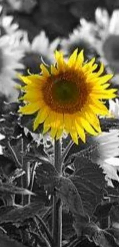 Vibrant sunflower in black and white field background.