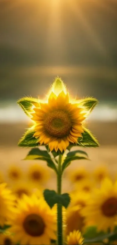 Radiant sunflower at sunrise in a golden field, enhancing phone screens with nature's beauty.