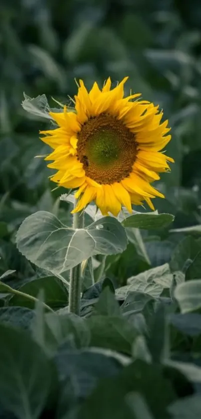 Vibrant sunflower amidst lush green leaves in a serene field background.