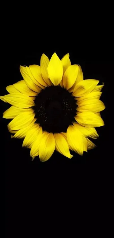 Sunflower with a black background, ideal for phone wallpaper.