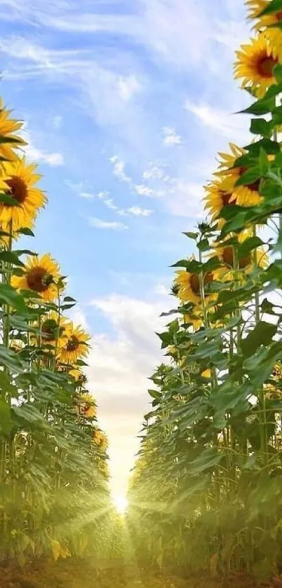 Sunflower field at sunrise with a clear blue sky wallpaper.