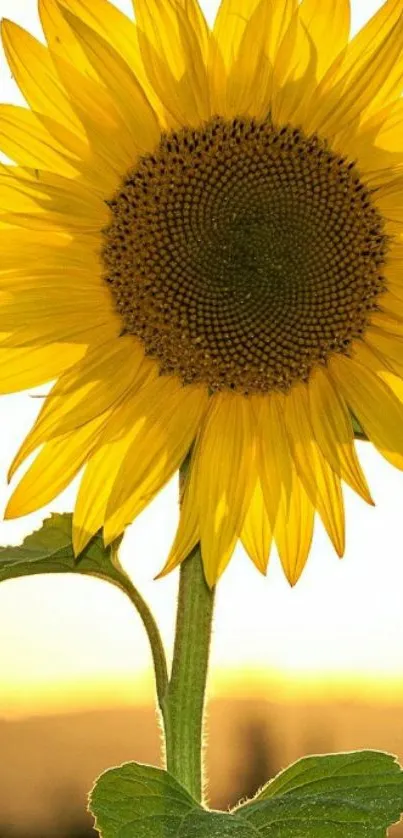 A vibrant sunflower with glowing yellow petals against a sunlit background.