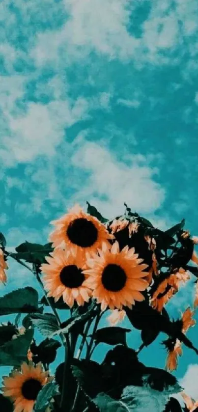 Sunflowers against a vivid teal blue sky in a mobile wallpaper.