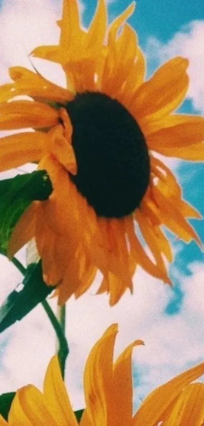 Vibrant sunflowers under a blue sky.