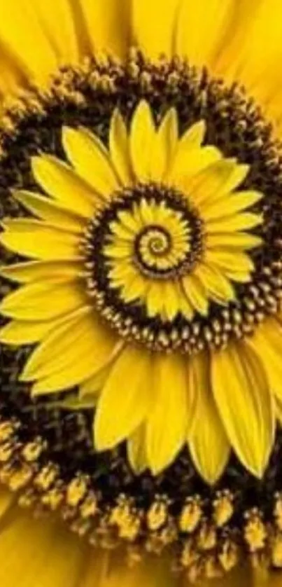 Sunflower spiral with yellow petals creating an artistic pattern for mobile wallpaper.