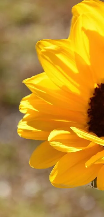 Half-view of a sunflower with a blurred background.