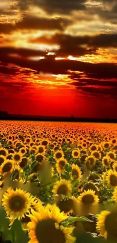 Field of sunflowers beneath a vibrant orange sunset sky.