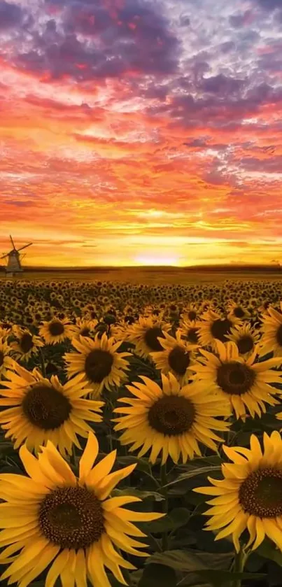 Sunflower field at sunset with vibrant orange sky.