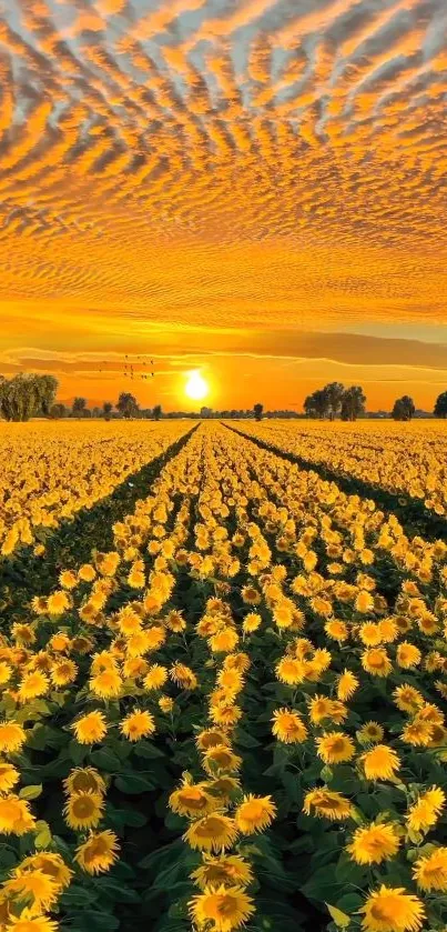 Sunset over a sunflower field with vibrant orange skies.