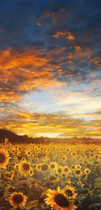 Sunflower field under a vibrant sunset sky.