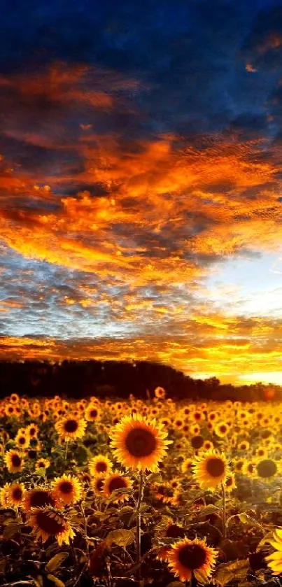 Sunflower field under vibrant sunset sky.