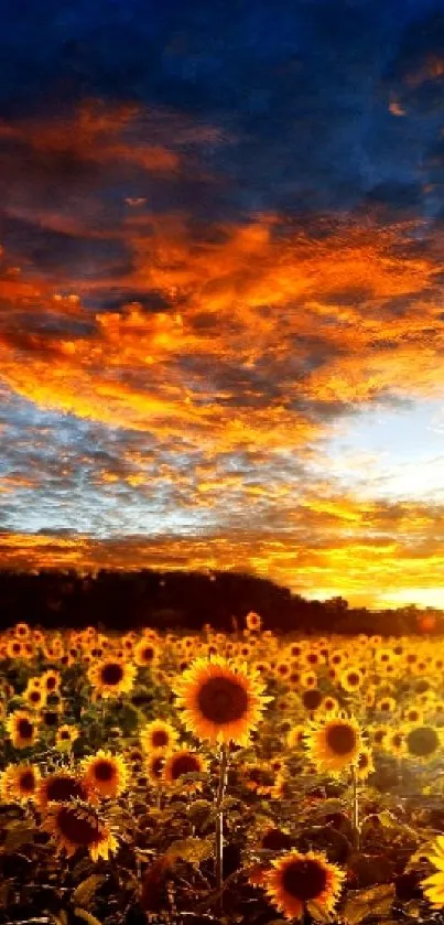 Sunflowers with a vibrant orange sunset sky.