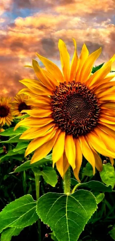 Vibrant sunflower under a dramatic sunset sky mobile wallpaper.