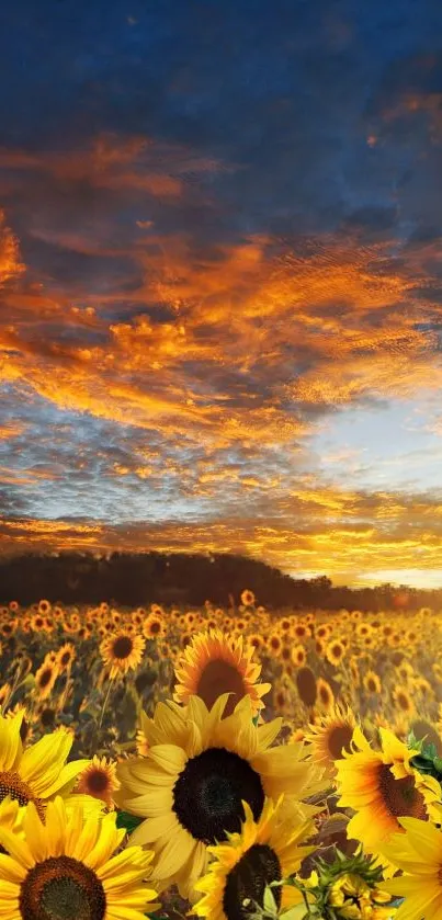 Sunflower field under an orange sunset sky.