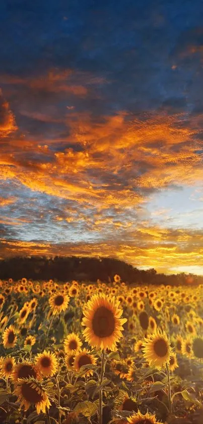 Sunset over a vibrant sunflower field with golden skies.