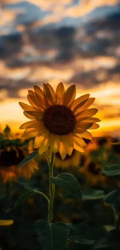 Sunflower standing tall against a vibrant sunset sky with dramatic clouds.