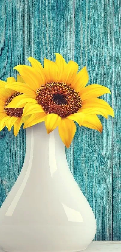 Sunflowers in white vase on blue wood background.