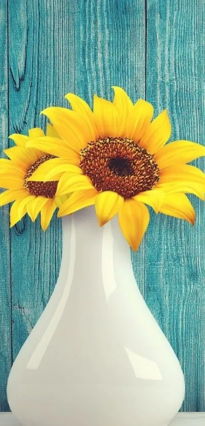 Sunflowers in white vase against blue wood background.