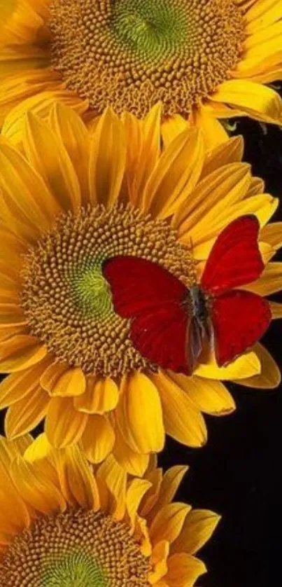 Vibrant sunflowers with a red butterfly on black background.