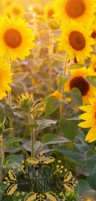 Sunflower field with Merry Christmas greeting, perfect for a festive wallpaper.