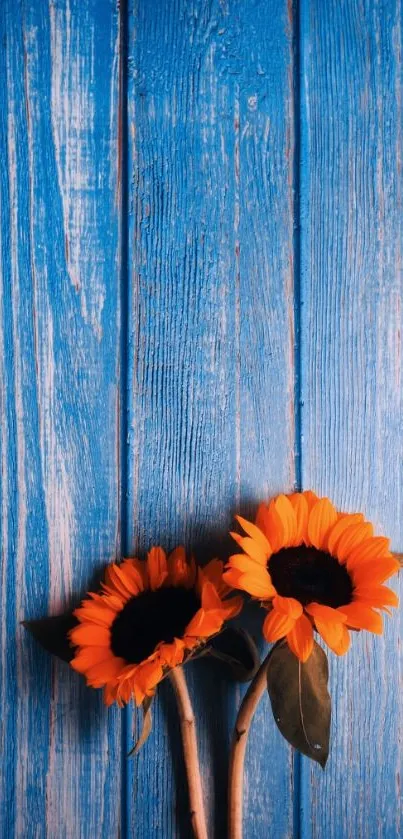 Two orange sunflowers on blue wooden planks wallpaper.