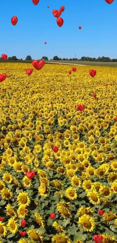 Sunflower field with floating red hearts under a clear blue sky.