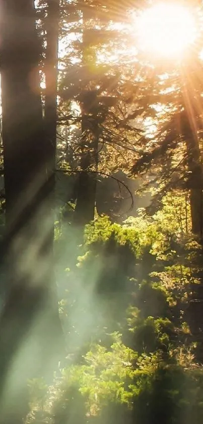 Sunlight streaming through forest trees, illuminating lush greenery.