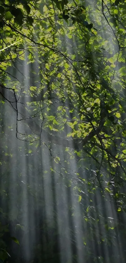 Lush green leaves with sunlight streaming through, creating serene natural patterns.