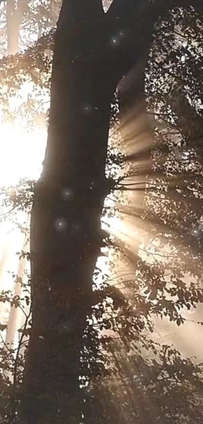 Sunlight filtering through forest trees, creating a mystical and serene atmosphere.