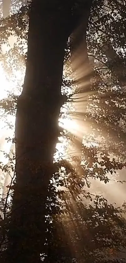 Sunlight filtering through forest trees creating a magical and serene effect.