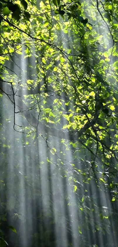 Sunlight filtering through lush green leaves in a serene forest setting.