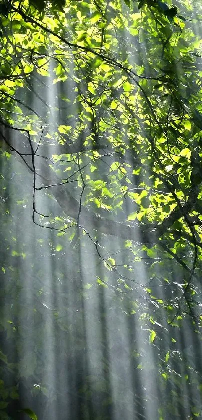 Sunlight streaming through green forest leaves, creating a serene atmosphere.