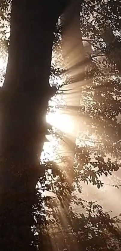 Sunlight streaming through forest trees with ethereal light.