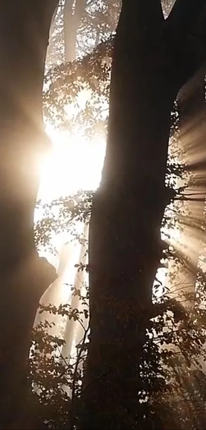 Sunlight streaming through forest trees with soft rays and shadows.