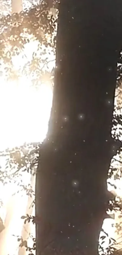 Sunlight streams through a forest, casting shadows on tree trunks.