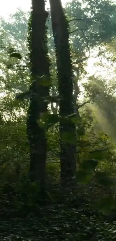 Sunlight streams through a lush green forest.