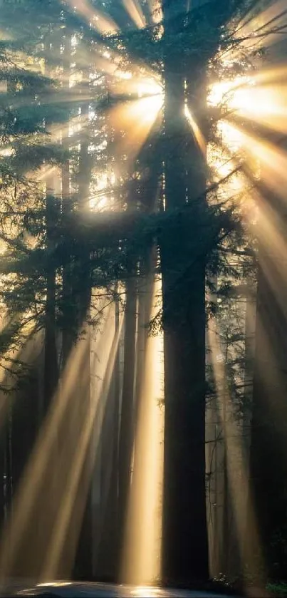 Sunlight streaming through forest trees creating serene rays.