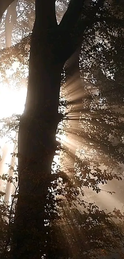 Sunlight beams filter through dark forest trees, creating a mystical atmosphere.