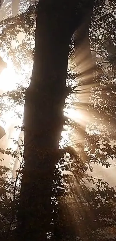 Sunlight beams piercing through forest trees creating a mystical ambiance.