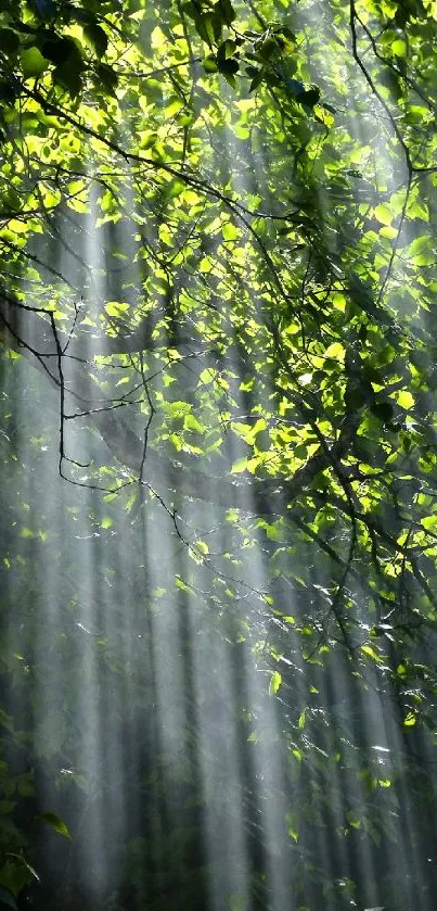 Sunlight beams through dense green foliage in a serene forest setting.