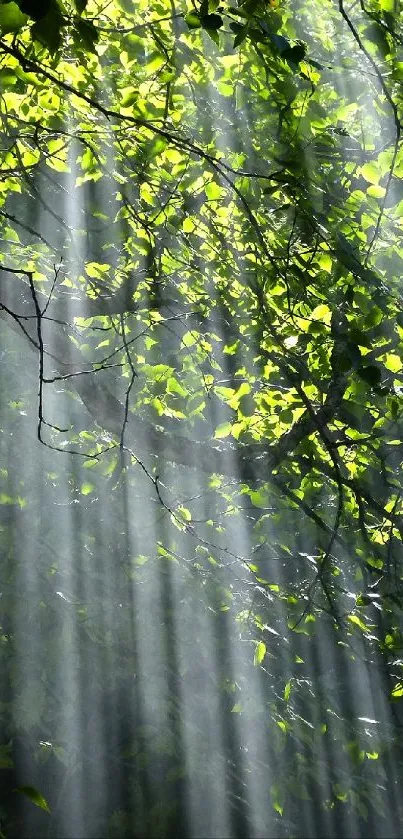 Sunlight filtering through green leaves in a serene forest scene.