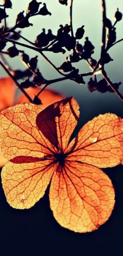 Sunlit autumn flower with dark backdrop.