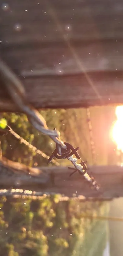 Barbed wire fence illuminated by sunset light.