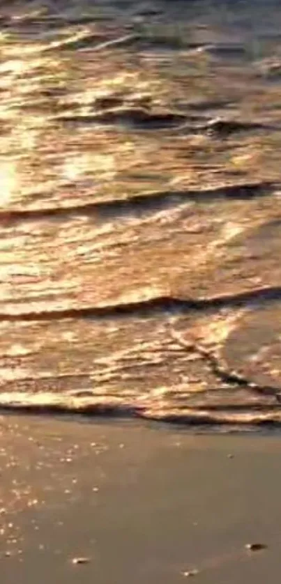 Sunlit beach waves with golden light reflecting on gentle ripples.